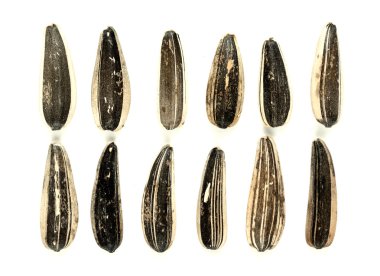 Ayçekirdeği arka planı