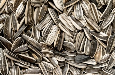 ayçiçeği tohumu arka plan bakış