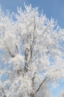 karlı kış manzara, doğa