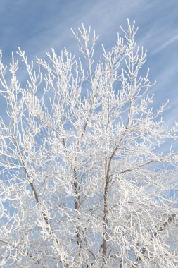karlı kış manzara, doğa