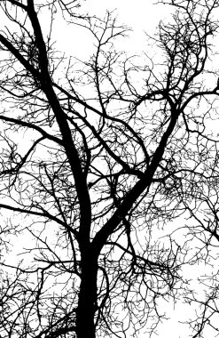 Beyaz arkaplanda ağaç dalları