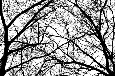 Beyaz arkaplanda ağaç dalları