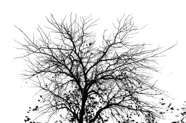 Beyaz arkaplanda ağaç dalları