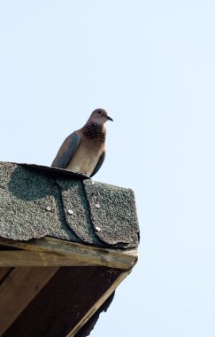 Küçük yabani güvercin