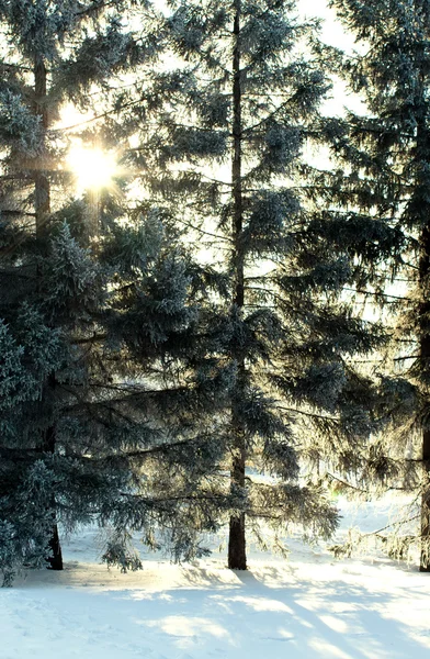 Árvores de inverno e fundo céu — Fotografia de Stock