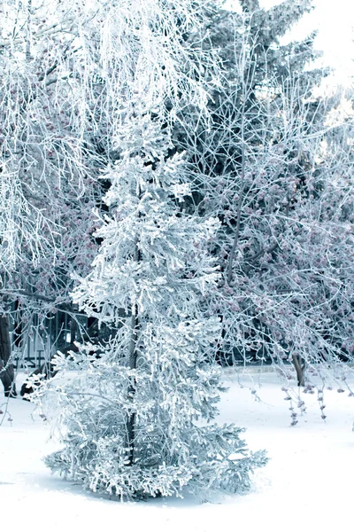 Vinter träd och himmel bakgrund — Stockfoto