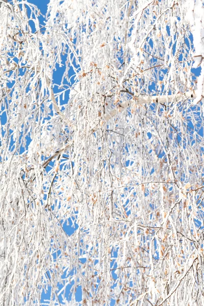 Alberi invernali e sfondo cielo — Foto Stock