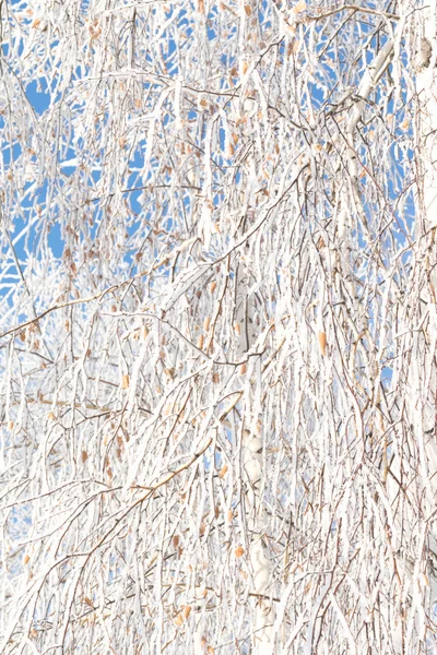 Vinter träd och himmel bakgrund — Stockfoto