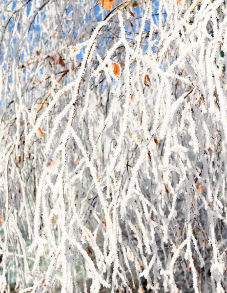 겨울 나무와 하늘 배경 — 스톡 사진