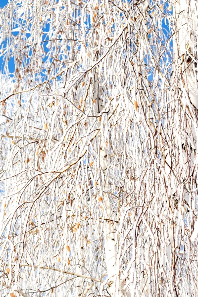 Winterbäume und Himmel Hintergrund — Stockfoto