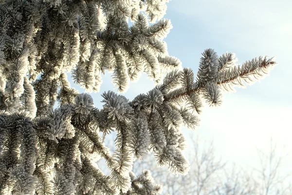 Paesaggio invernale, natura — Foto Stock