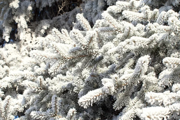 Inverno paisagem, natureza — Fotografia de Stock