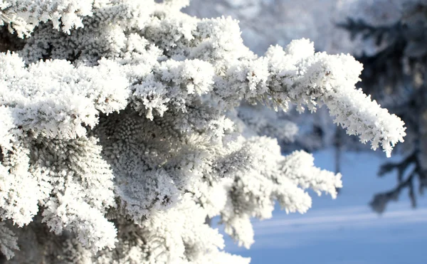 Zimní krajina, příroda — Stock fotografie