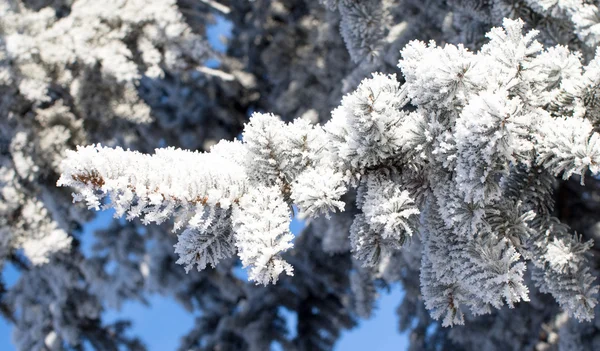 Winterlandschap, natuur — Stockfoto