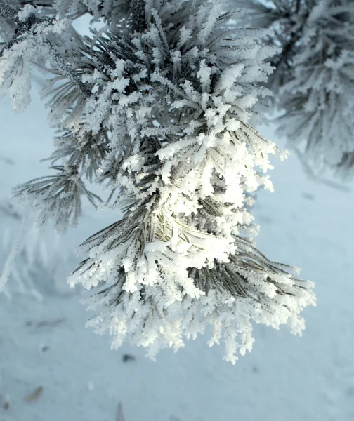 Invierno paisaje, naturaleza —  Fotos de Stock