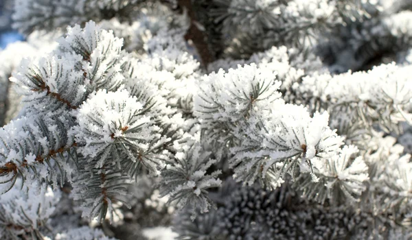 Paesaggio invernale, natura — Foto Stock