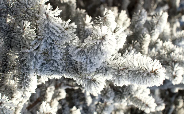 Winterlandschap, natuur — Stockfoto