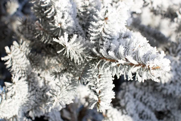 冬の風景、自然 — ストック写真