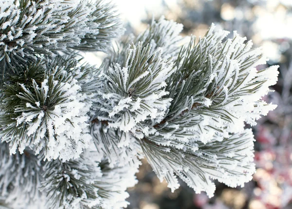 Winterlandschap, natuur — Stockfoto