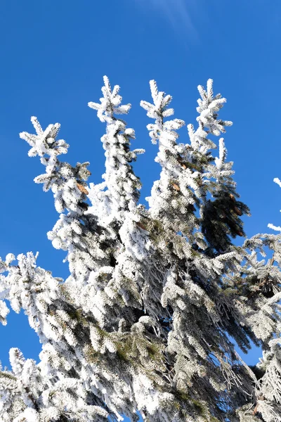 Vinterlandskap, natur — Stockfoto