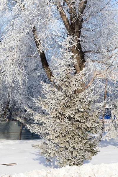 Beautiful winter landscape — Stock Photo, Image