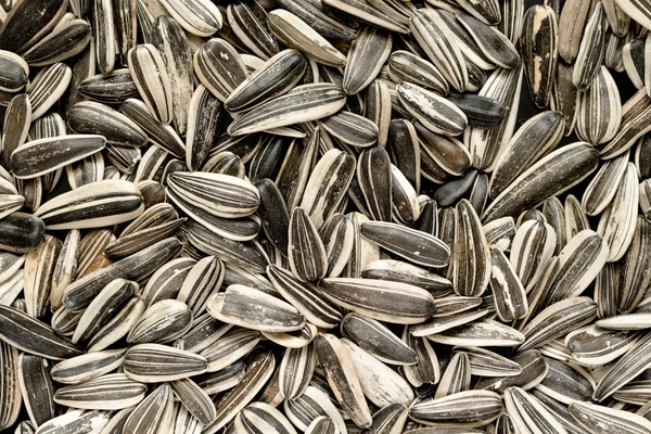 Sunflower seeds background closeup — Stock Photo, Image