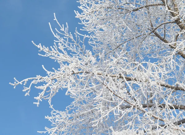 Hermoso paisaje de invierno — Foto de Stock