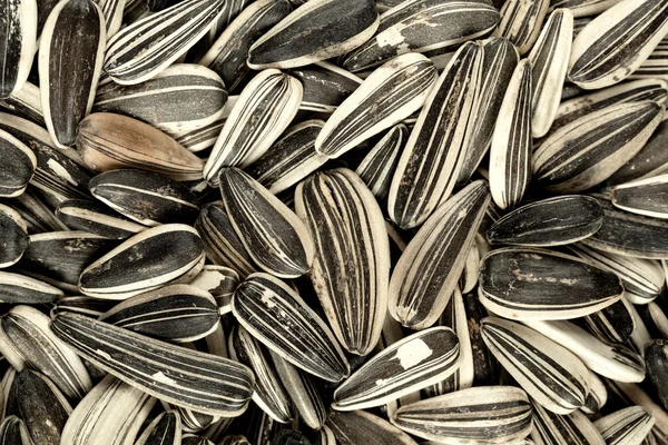 Sunflower seeds background closeup — Stock Photo, Image