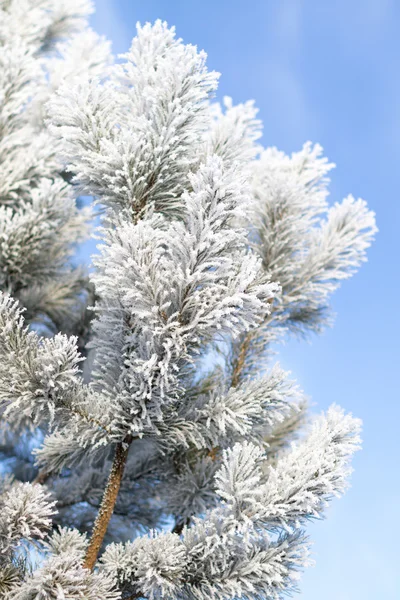 Prachtig winterlandschap — Stockfoto