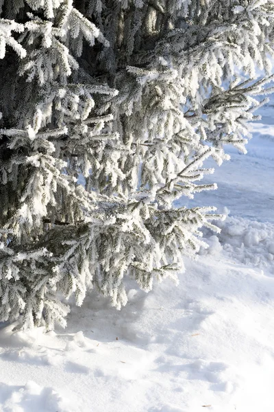 Nieve invierno paisaje, naturaleza — Foto de Stock