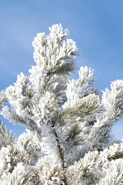 Besneeuwde winterlandschap, natuur — Stockfoto