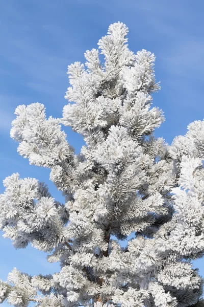 Snowy winter landscape, nature — Stock Photo, Image