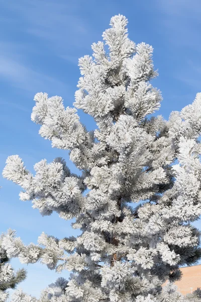 雪天的冬天的风景, 自然 — 图库照片