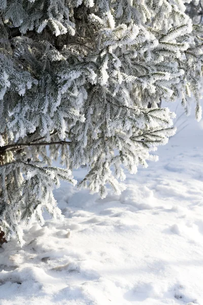 Paesaggio invernale innevato, natura — Foto Stock