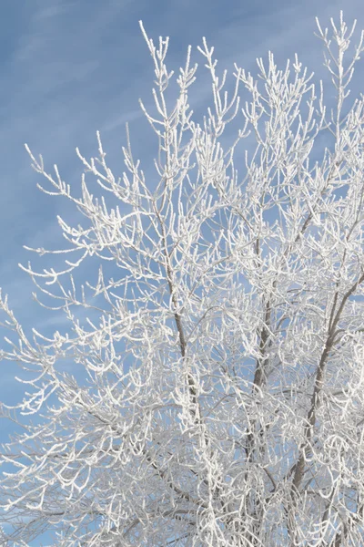 눈 덮인 겨울 풍경, 자연 — 스톡 사진