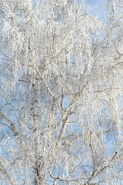 Zasněžená zimní krajina, příroda — Stock fotografie