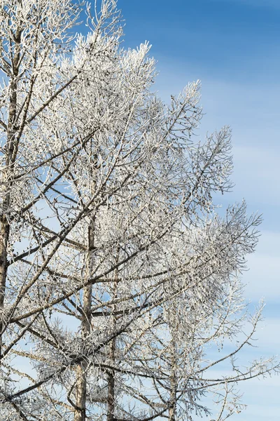 Nieve invierno paisaje, naturaleza — Foto de Stock