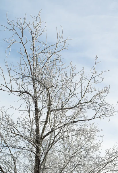 ภูมิทัศน์ฤดูหนาว, ธรรมชาติ — ภาพถ่ายสต็อก