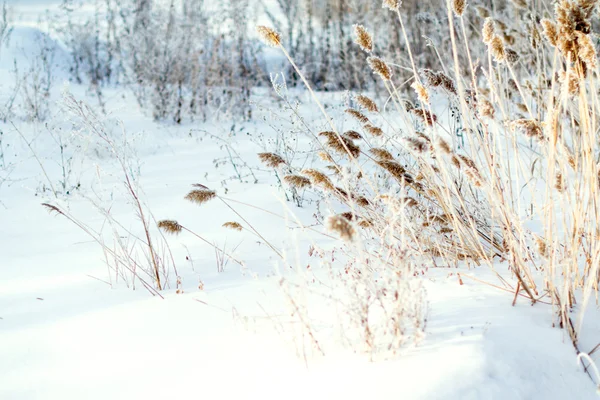 Zasněžená zimní krajina, příroda — Stock fotografie
