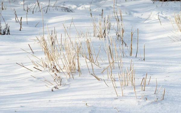 Inverno paisagem nevada — Fotografia de Stock