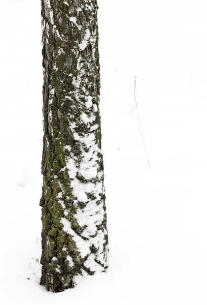 Zimní zasněžená krajina — Stock fotografie