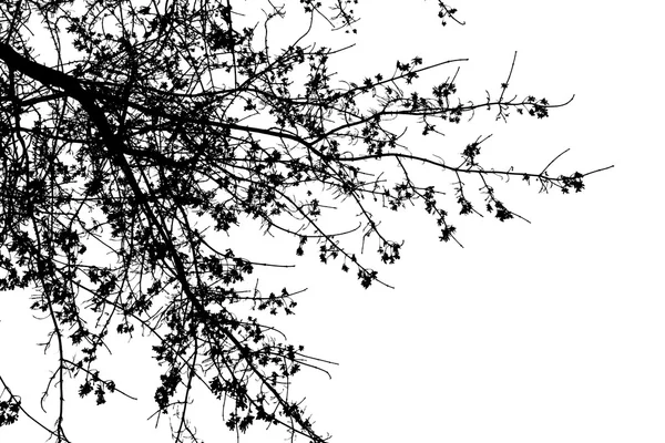 하얀 배경에 있는 나뭇가지들 — 스톡 사진
