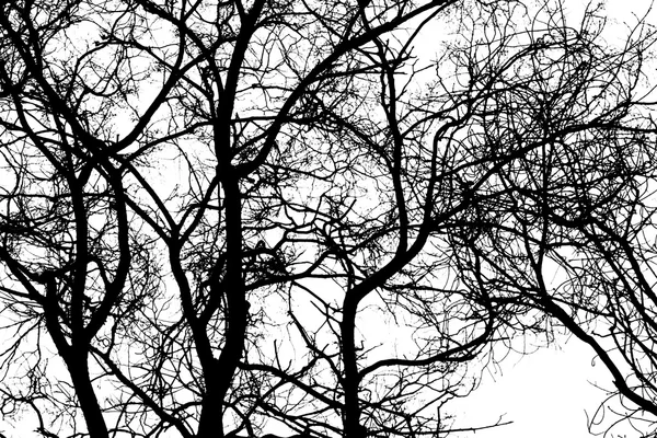 Tree branches on a white background — Stock Photo, Image