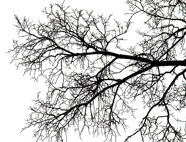 Galhos de árvore em um fundo branco — Fotografia de Stock