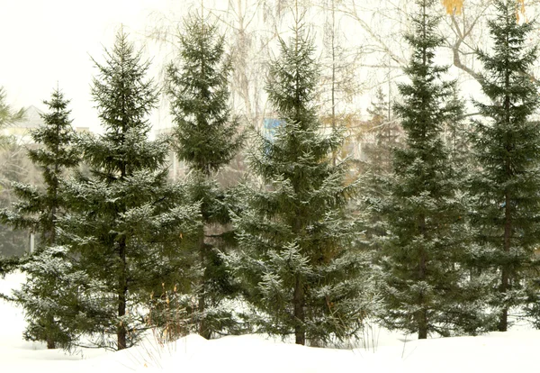 Inverno paesaggio innevato — Foto Stock