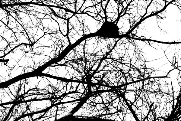 Branches d'arbres sur fond blanc — Photo