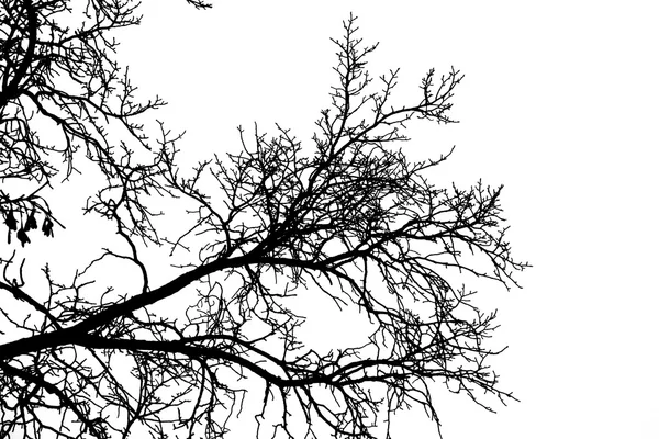 Branches d'arbres sur fond blanc — Photo