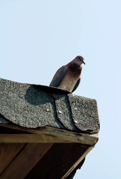 Small wild pigeon — Stock Photo, Image