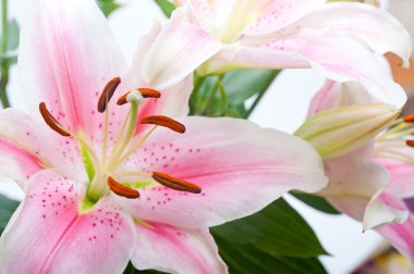 pembe lily çiçek buketi