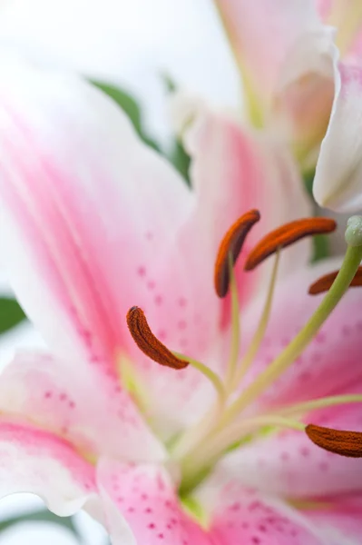 Mazzo di fiori giglio rosa — Foto Stock